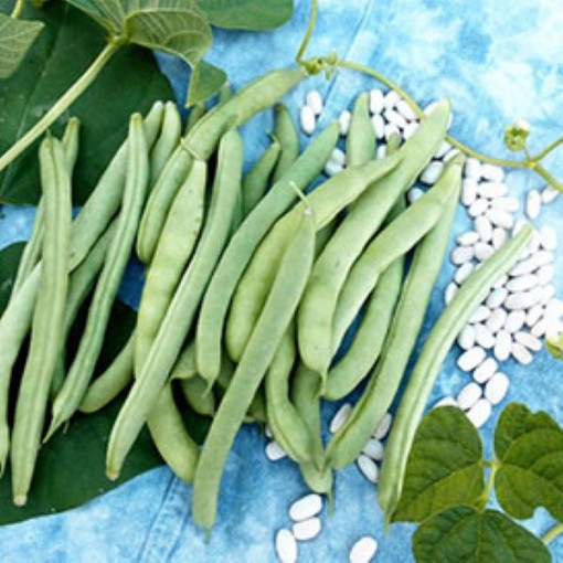 Mountaineer Half Runner Beans BN55-50
