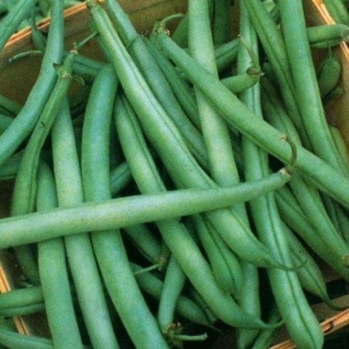 State Half Runner Beans BN56-50