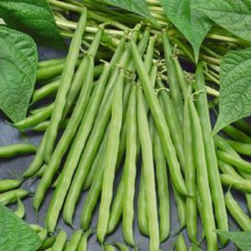 Greencrop Beans BN58-50