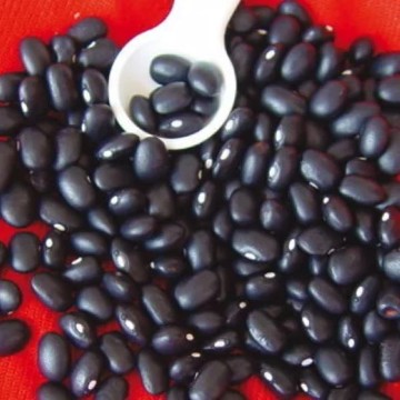 Midnight Black Turtle Soup Bean Seeds