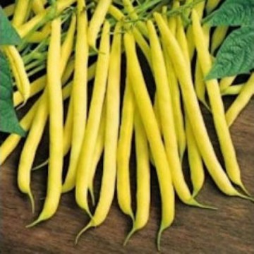 Top Notch Golden Wax Bean Seeds