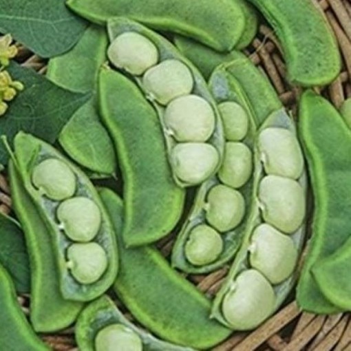 Eastland Lima Beans BN64-50
