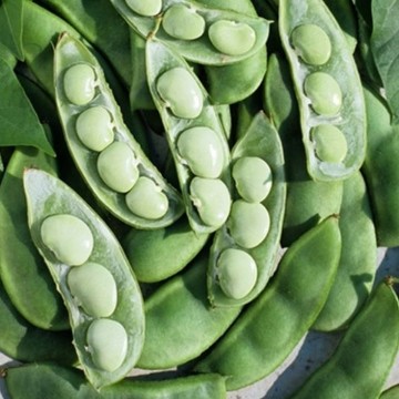 Beans. Reimer Seeds
