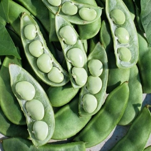 Fordhook 242 Lima Beans BN65-25