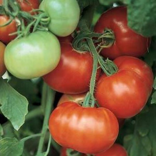 Super Fantastic Tomato TM203-10