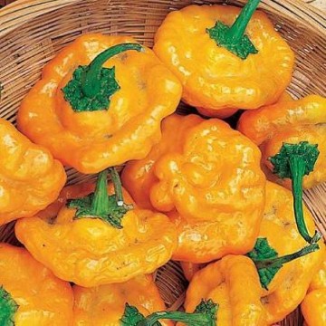Mushroom Yellow Pepper Seeds