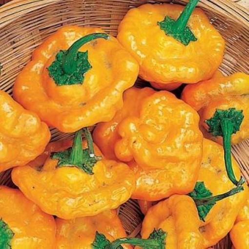 Mushroom Yellow Peppers HP160-20