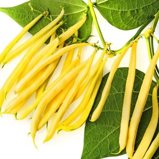Cherokee Wax Beans BN69-50