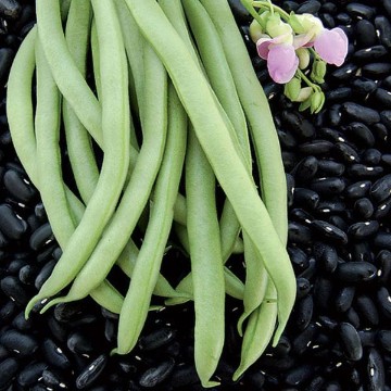 Black Valentine Bean Seeds