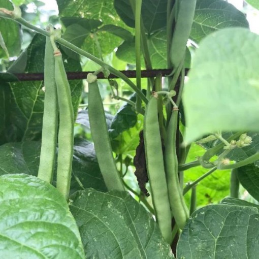 Turkey Claw Beans BN78-50