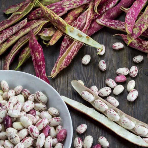 Taylor Dwarf Horticultural Beans BN79-50