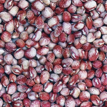 Mayflower Bean Seeds
