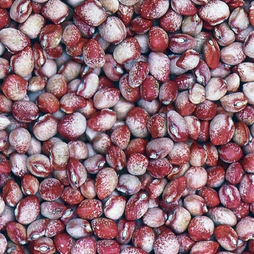 Mayflower Beans BN80-50
