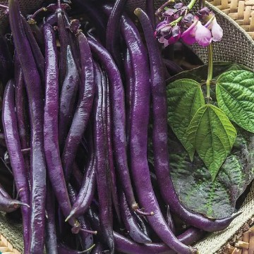 Royalty Purple Pod Bean Seeds