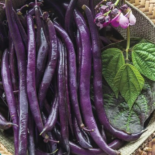 Royalty Purple Pod Beans BN82-50