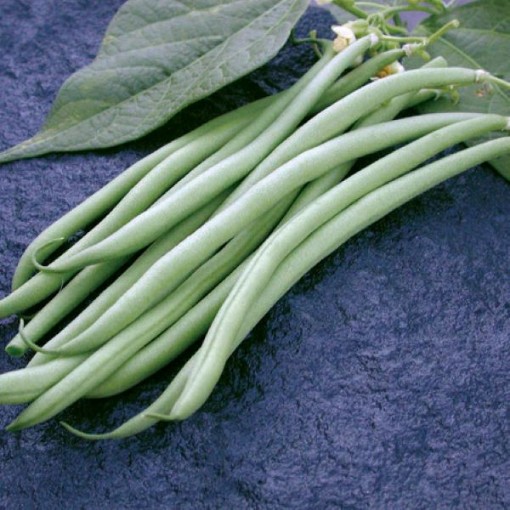 Maxibel Beans BN84-50