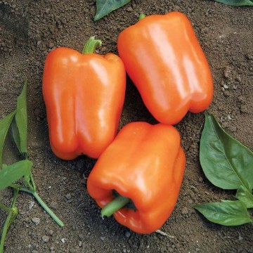 Orange Blaze Pepper Seeds