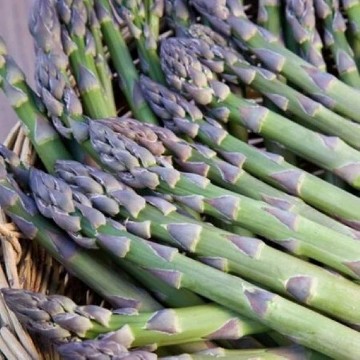 Millennium Asparagus Seeds