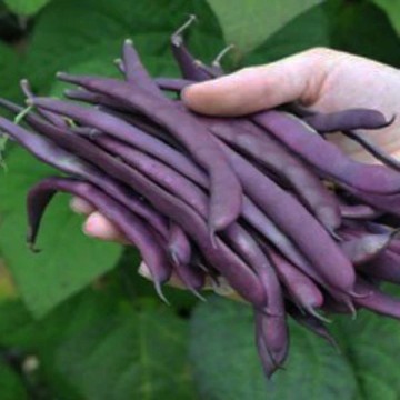 Purple Podded Bean Seeds