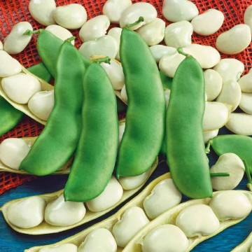 Early Thorogreen Lima Bean Seeds