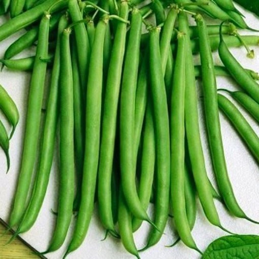 Slenderette Beans BN95-50