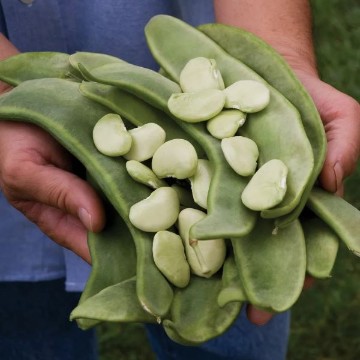 Beans from United States of America, Beans Originating from United