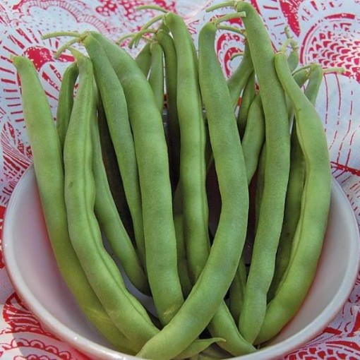 Kentucky Dreamer Beans BN100-50