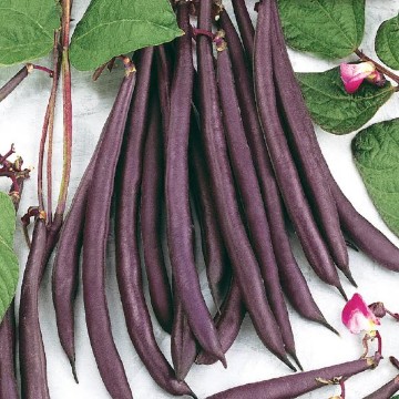 Trionfo Violetto Bean Seeds
