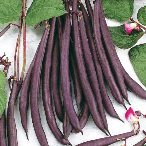Trionfo Violetto Beans BN103-25