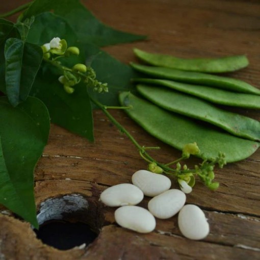 Willow Leaf Lima Beans BN104-25