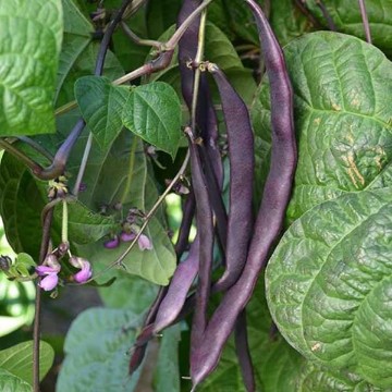 Louisiana Purple Pod Bean Seeds