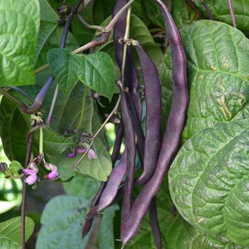 Louisiana Purple Pod Beans BN108-25