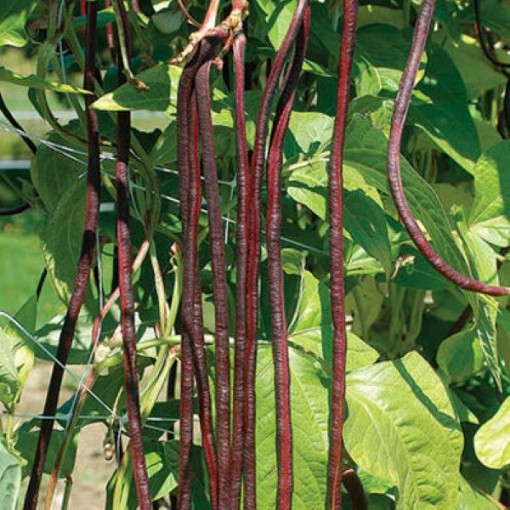 Asparagus Yard Long Red Noodle Pole Beans BN109-50