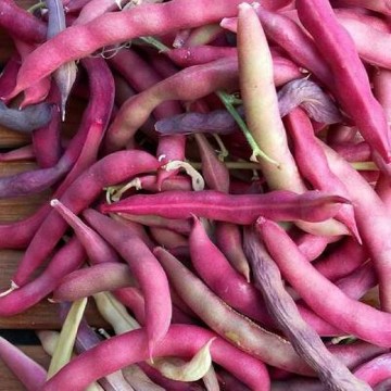Pink Half Runner Bean Seeds