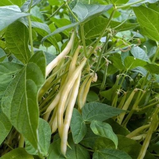 Gold Rush Beans BN111-50