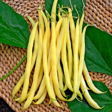 Kentucky Wonder Wax Bean Seeds