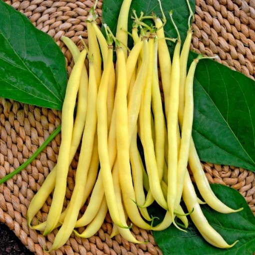 Kentucky Wonder Wax Beans BN114-50