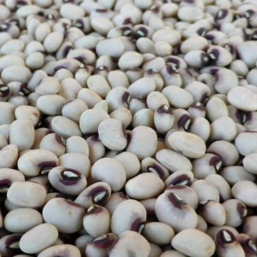 Big Boy Purple Hull Cowpeas BN119-50