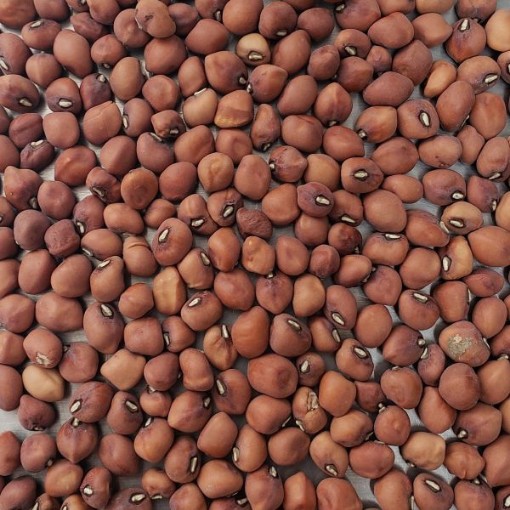 Brown Crowder Cowpeas BN121-50