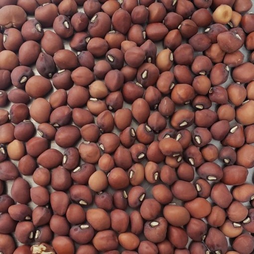 Dimpled Brown Cowpeas BN124-50
