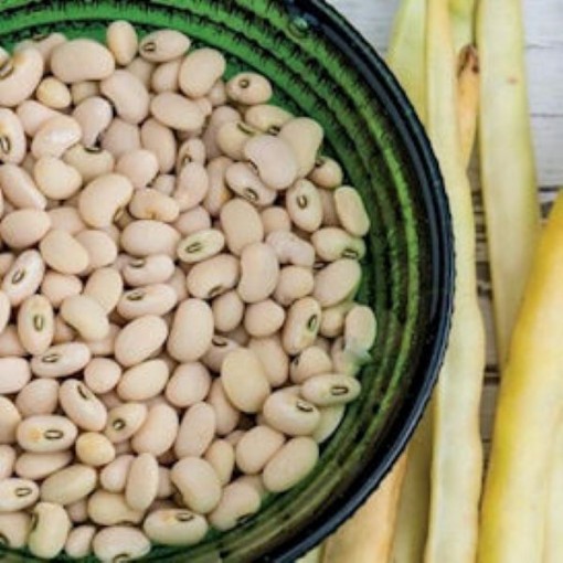 Elite Cowpeas BN126-50