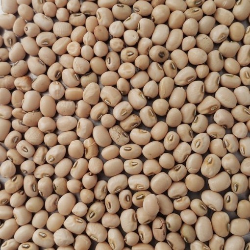 Lady Cowpeas BN129-50