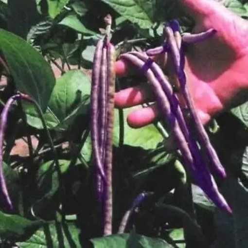Mississippi Pinkeye 2 Cowpeas BN131-50