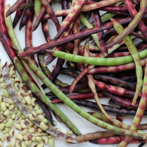 Mississippi Purple Cowpeas BN132-50