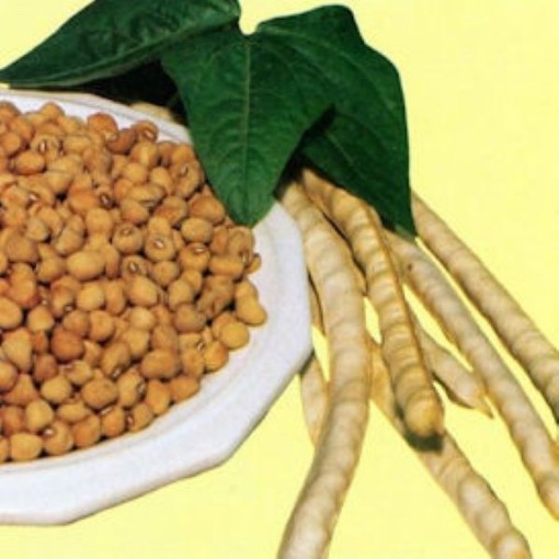 Mississippi Silver Cowpeas BN133-50