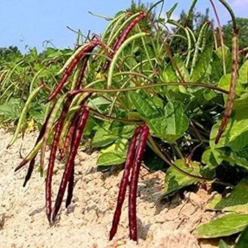 Pinkeye Purple Hull BVR Cowpeas BN134-50