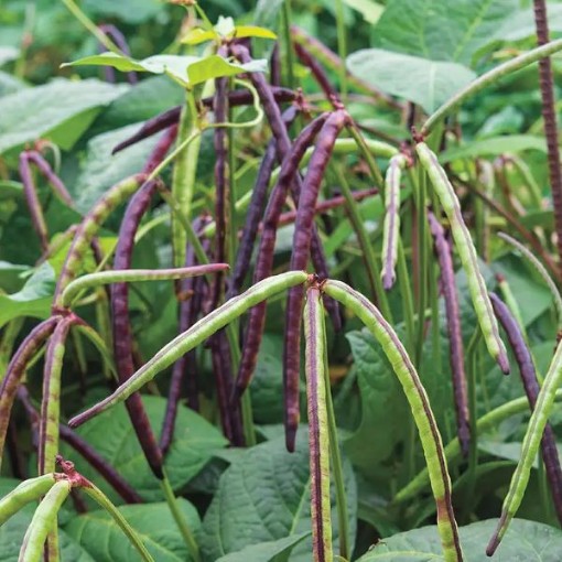QuickPick Pinkeye Cowpeas BN136-50
