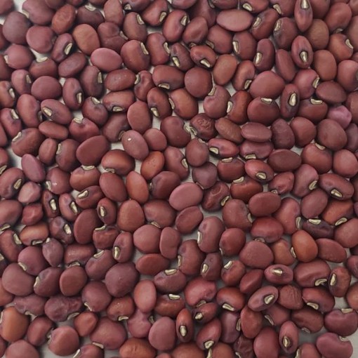 Red Ripper Cowpeas HP137-50
