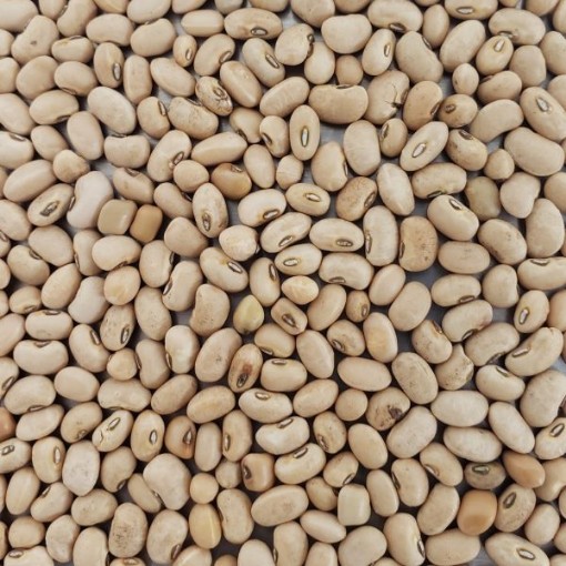 Texas Cream 8 Cowpeas BN139-50