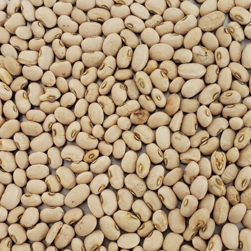 Texas Cream 40 Cowpeas BN138-50